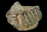 Partial, Fossil Stegodon Molar In Jaw Section - Indonesia #149739-1